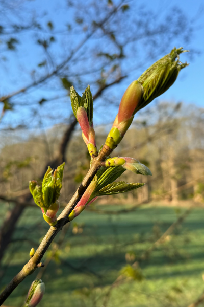 hand met pluizebol paardebloem, pluisjes